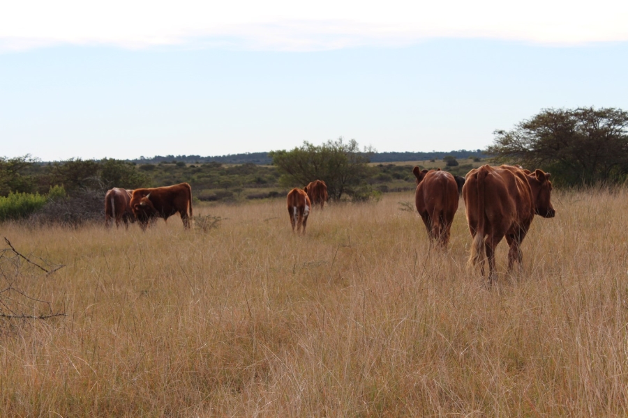 1 Bedroom Property for Sale in Bathurst Rural Eastern Cape